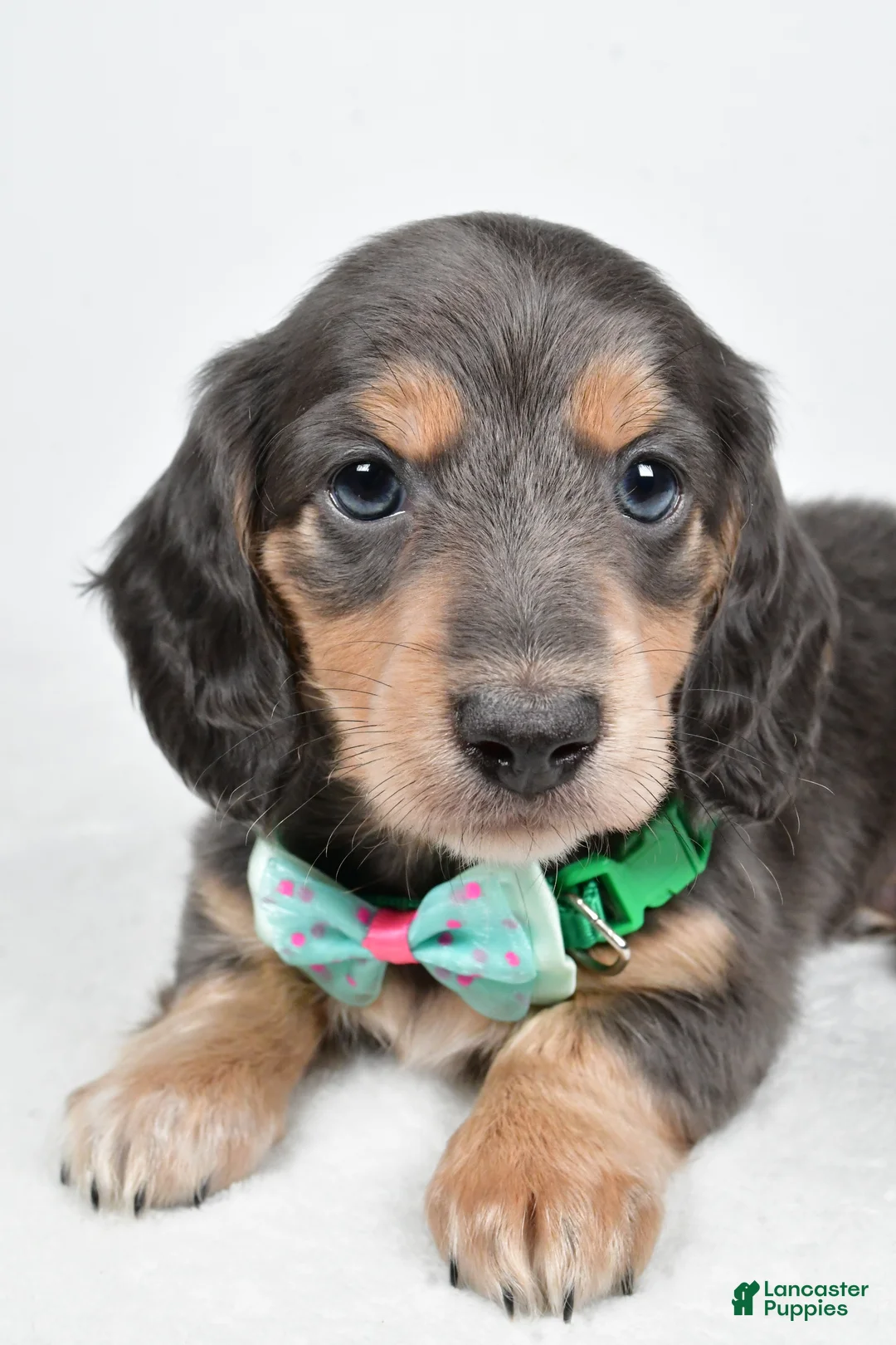 Miniature Dachshund dogs for sale: Asher - Ad 2
