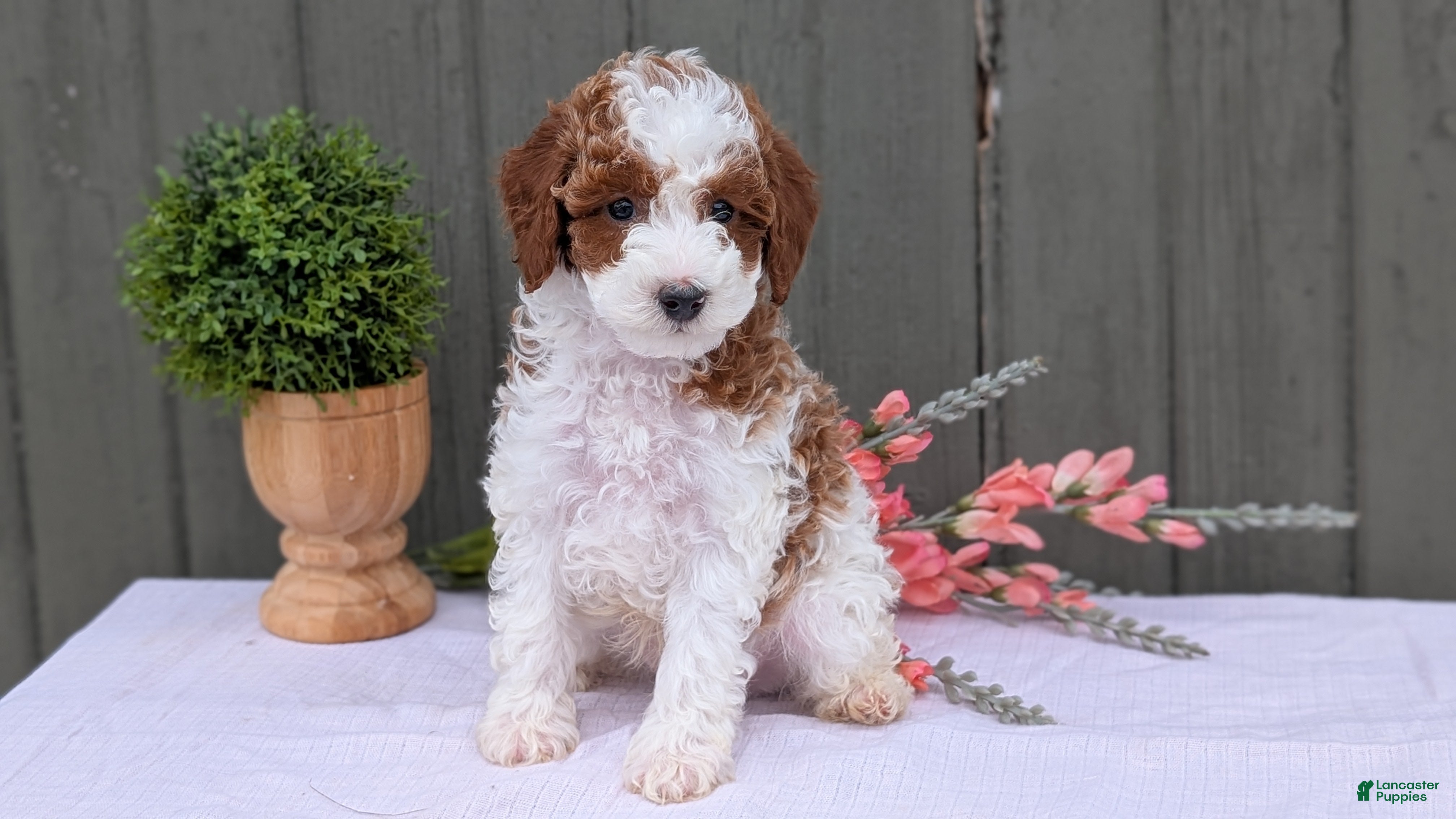 Miniature Poodle dogs Andor - Ad 2