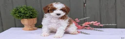 Miniature Poodle dogs for sale: Andor - Ad 2