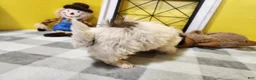 Teddy Bear dogs for sale: Curtis - Ad 15