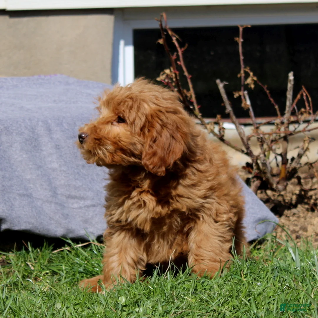 Mini Goldendoodle dogs for sale: Sweetie  - Ad 2
