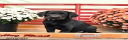 Labrador Retriever dogs for sale: Tammy - Ad 5