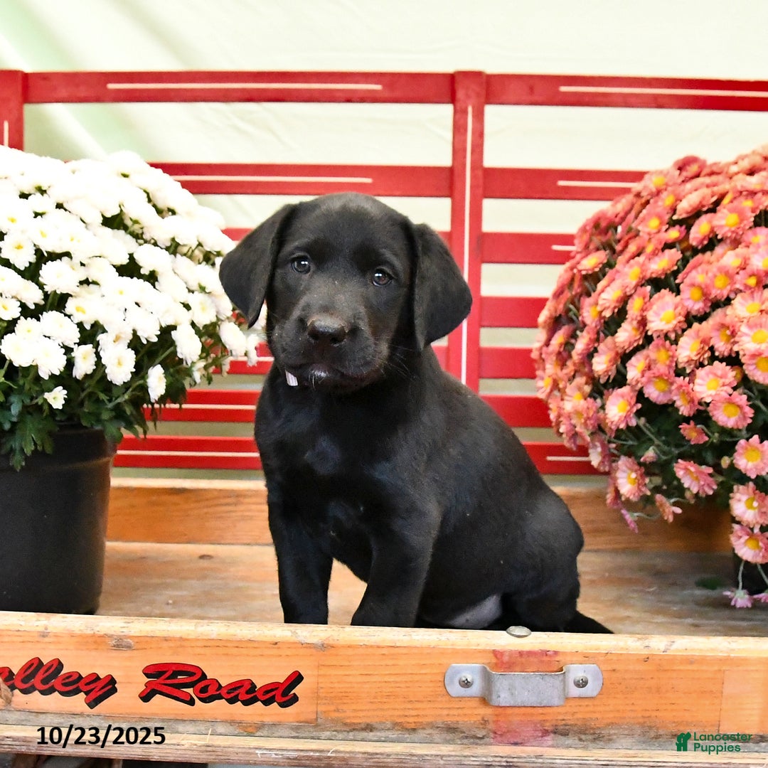 Labrador Retriever dogs for sale: Tammy - Ad 5
