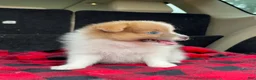 Pomeranian dogs for sale: Dougy - Ad 4