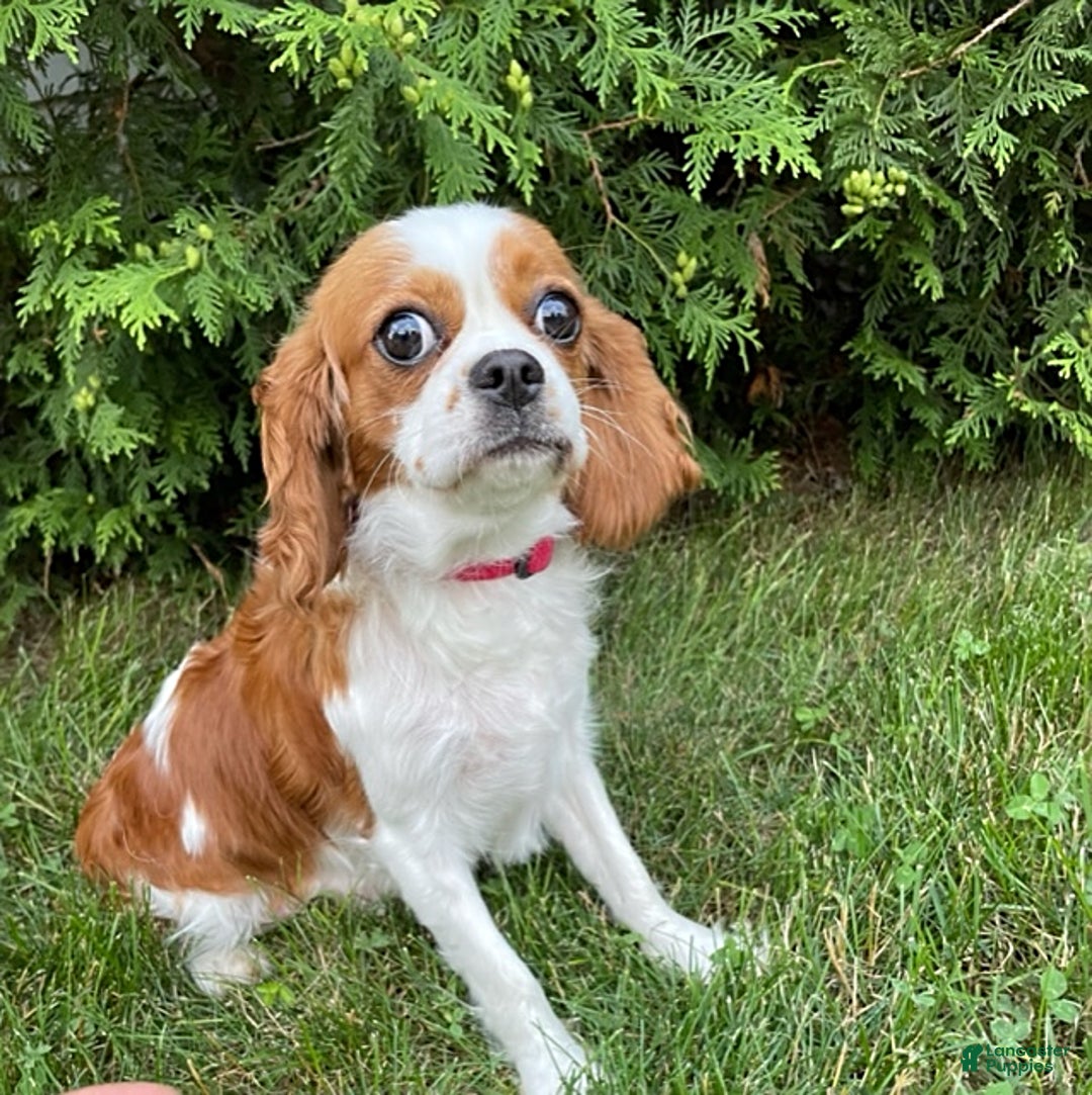 Cavalier King Charles Spaniel dogs for sale: Wrigley - Ad 4