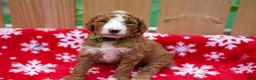 Goldendoodle dogs for sale:  Bobby - Ad 12