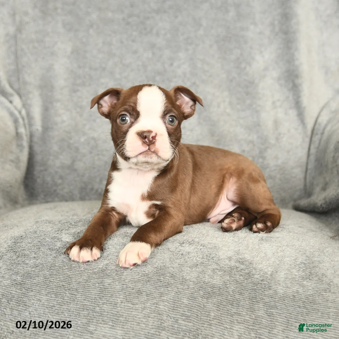 Boston Terrier dogs for sale: Domino - Ad 4