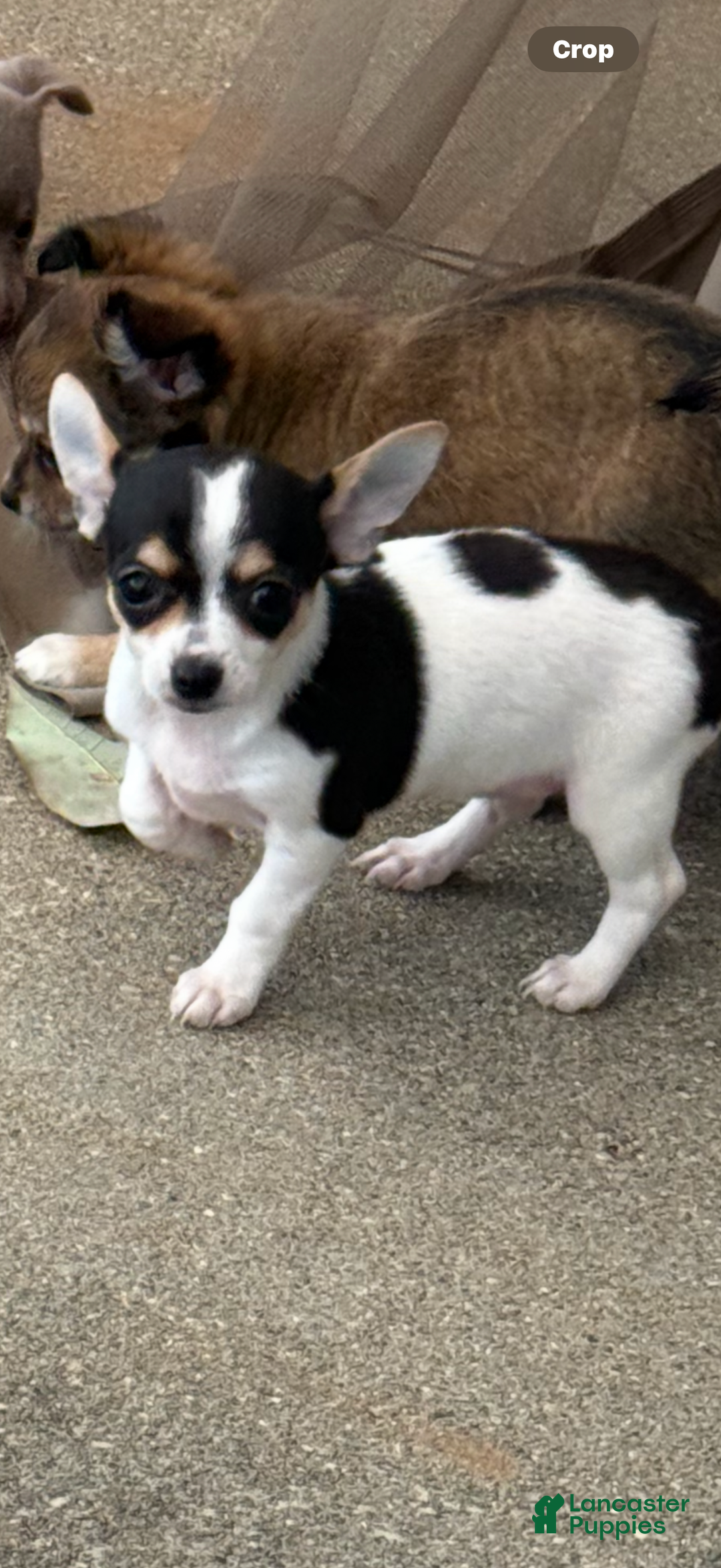 Chihuahua Female Puppies For Adoption Near Me Chihuahua Puppies