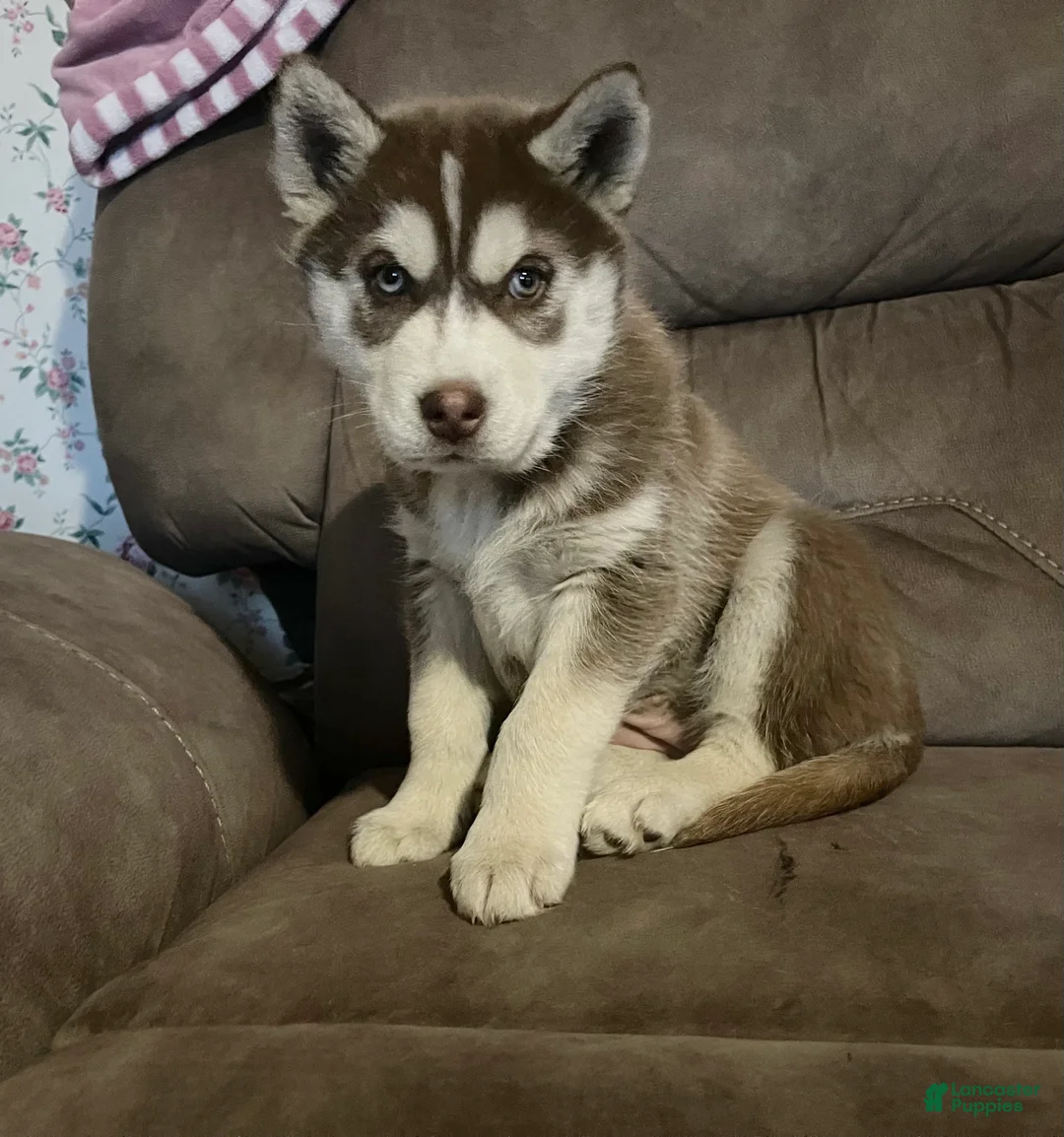 Siberian Husky dogs for sale: Siberian Husky Puppy 3 - Ad 1