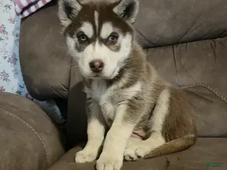 Siberian Husky dogs Siberian Husky Puppy 3 - Ad 18