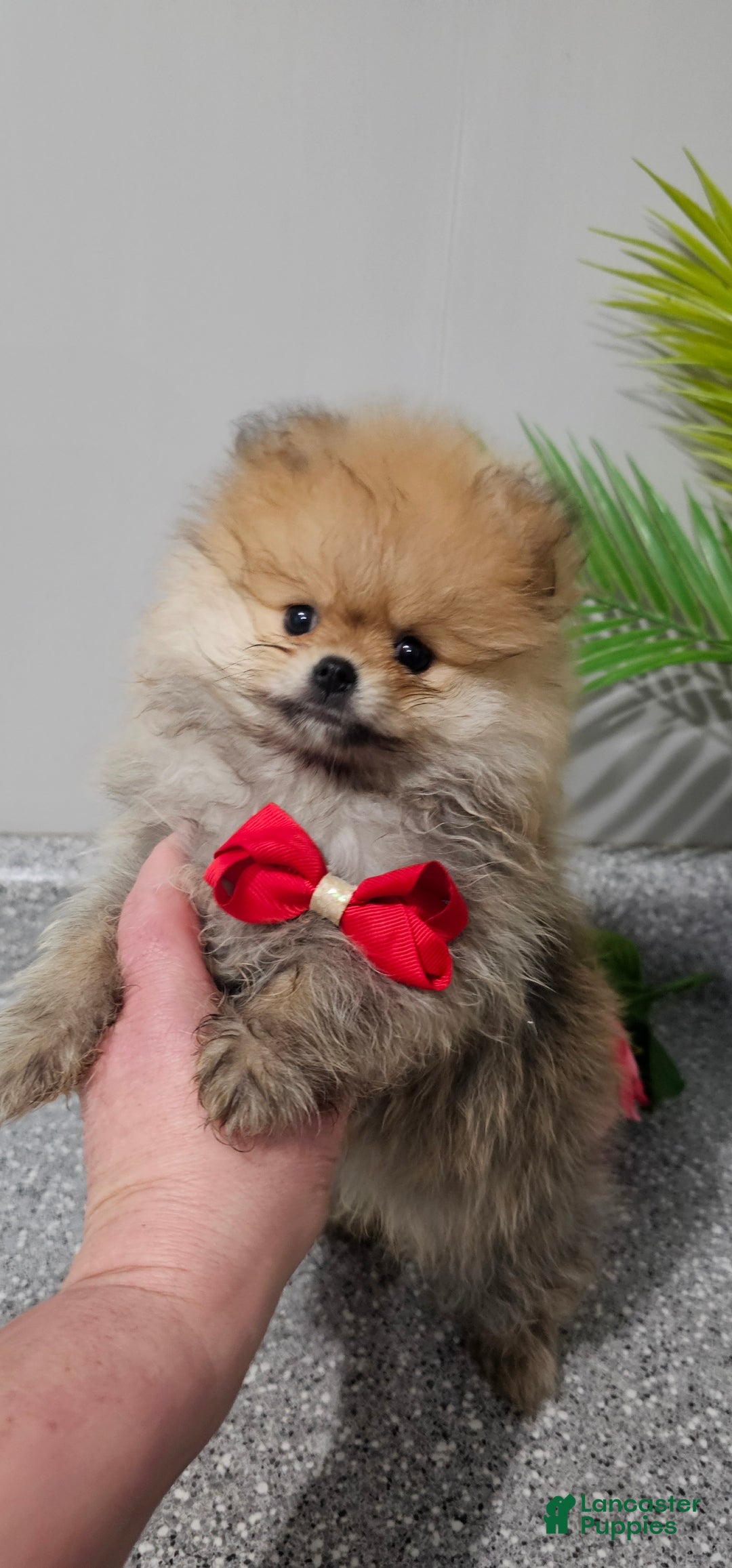 Pomeranian dogs for sale: Pomeranian Lauro - Ad 2