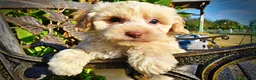 Havapoo dogs for sale: Lemony-Sale!!! - Ad 3