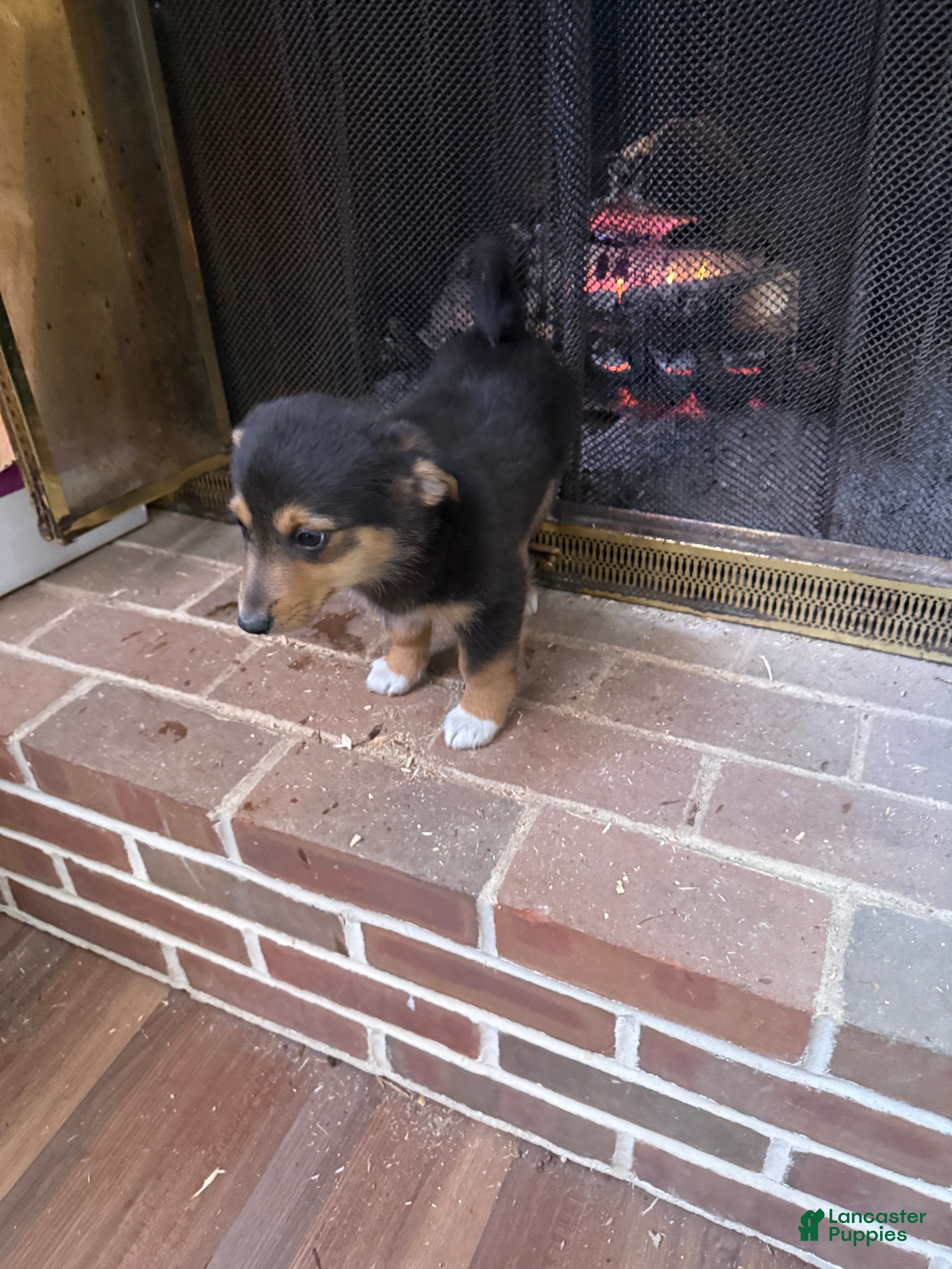 American Corgi dogs American Corgi Puppy 1 - Ad 1