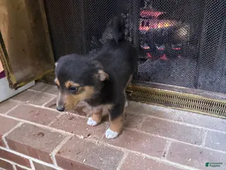 American Corgi dogs American Corgi Puppy 1 - Ad 1