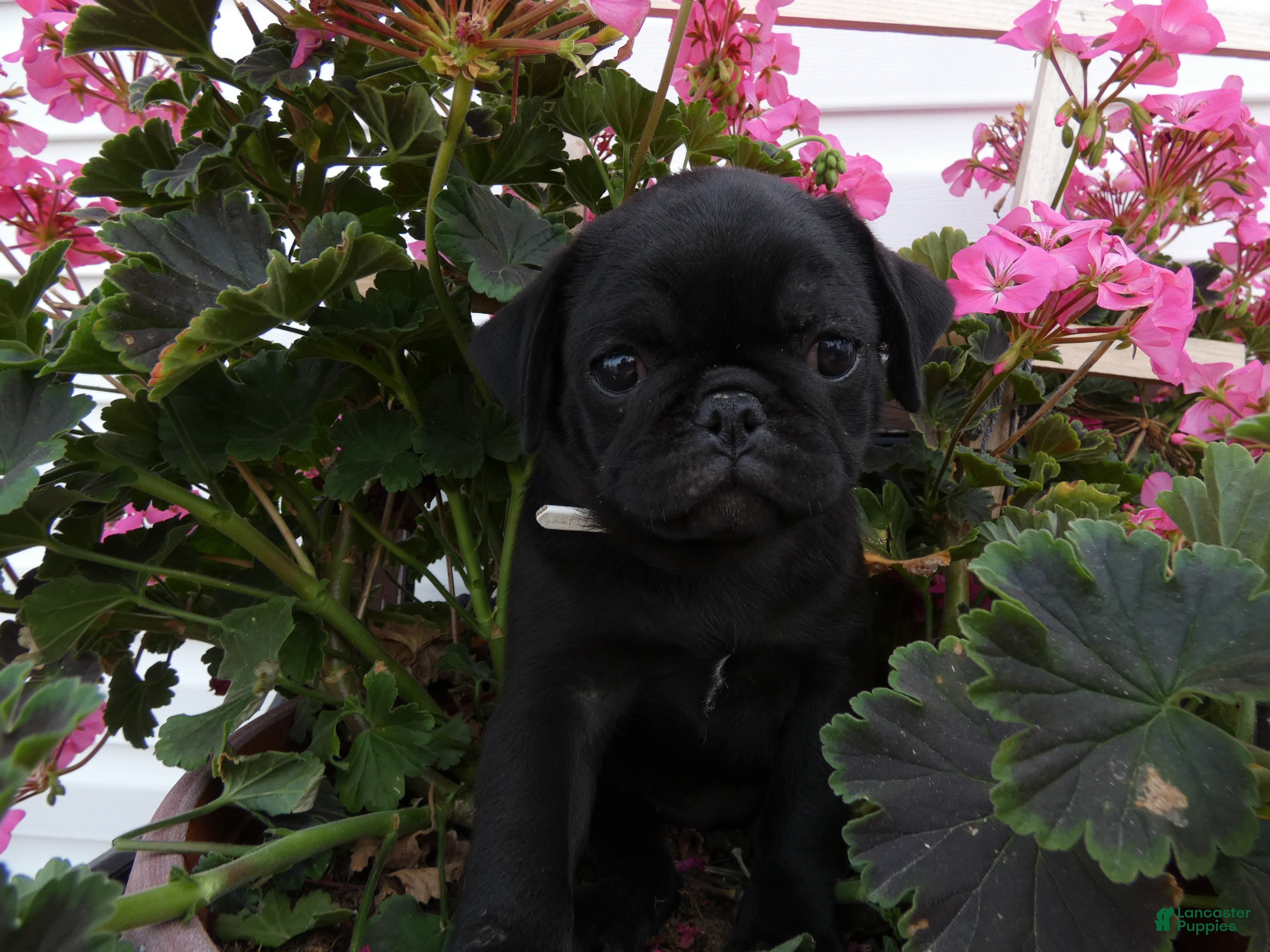Pug dogs Pug 4 Megan - Ad 36