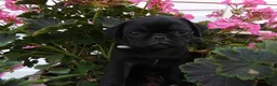 Pug dogs for sale: Pug 4 Megan - Ad 1
