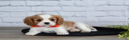 Cavalier King Charles Spaniel dogs for sale: Laurel - Ad 6