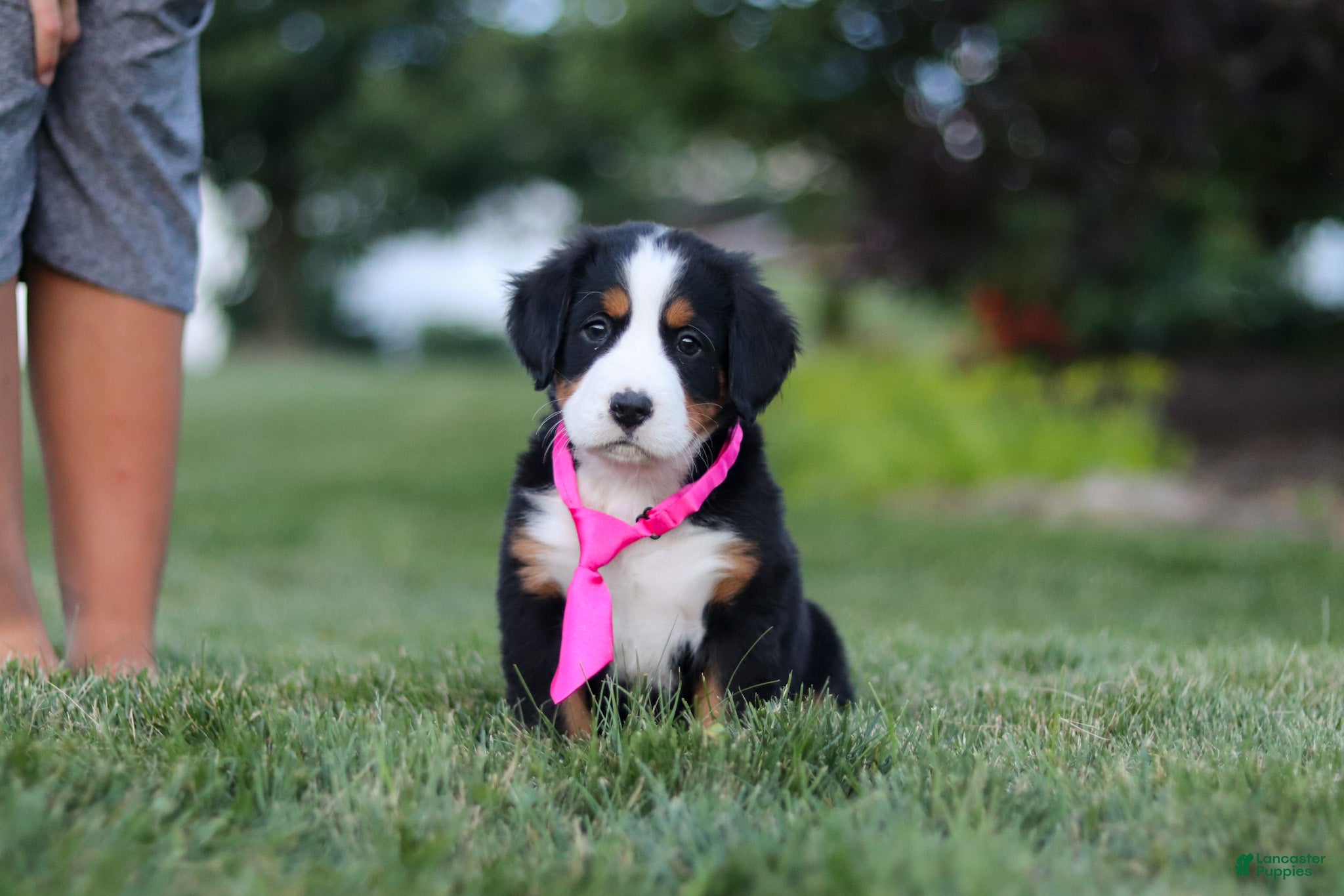 Bernese Mountain Dog dogs Juliette - Ad 31