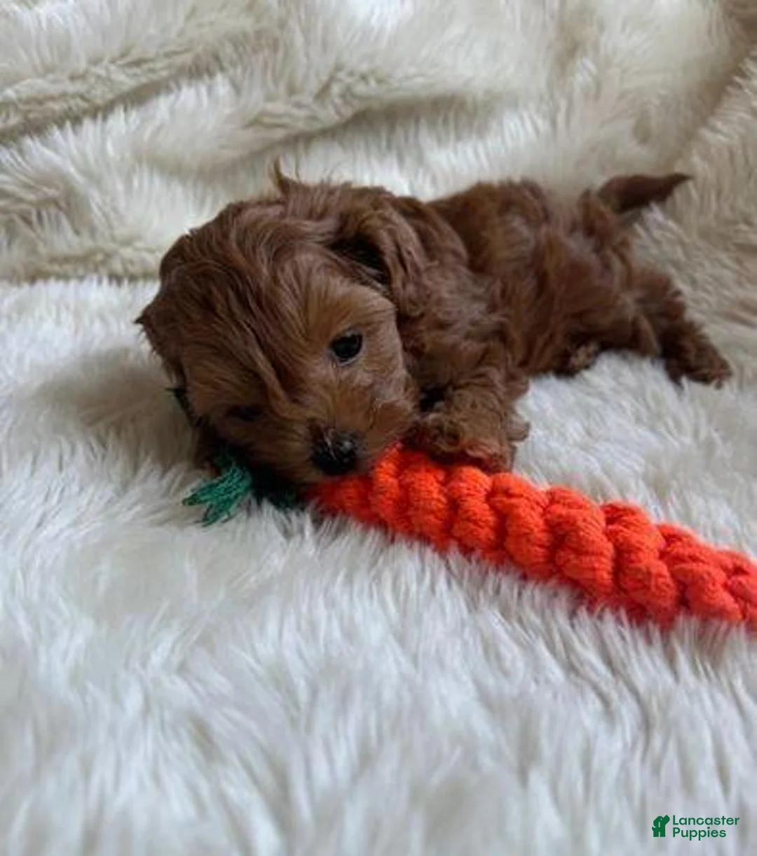 Cavapoo dogs for sale: Kate - Ad 7