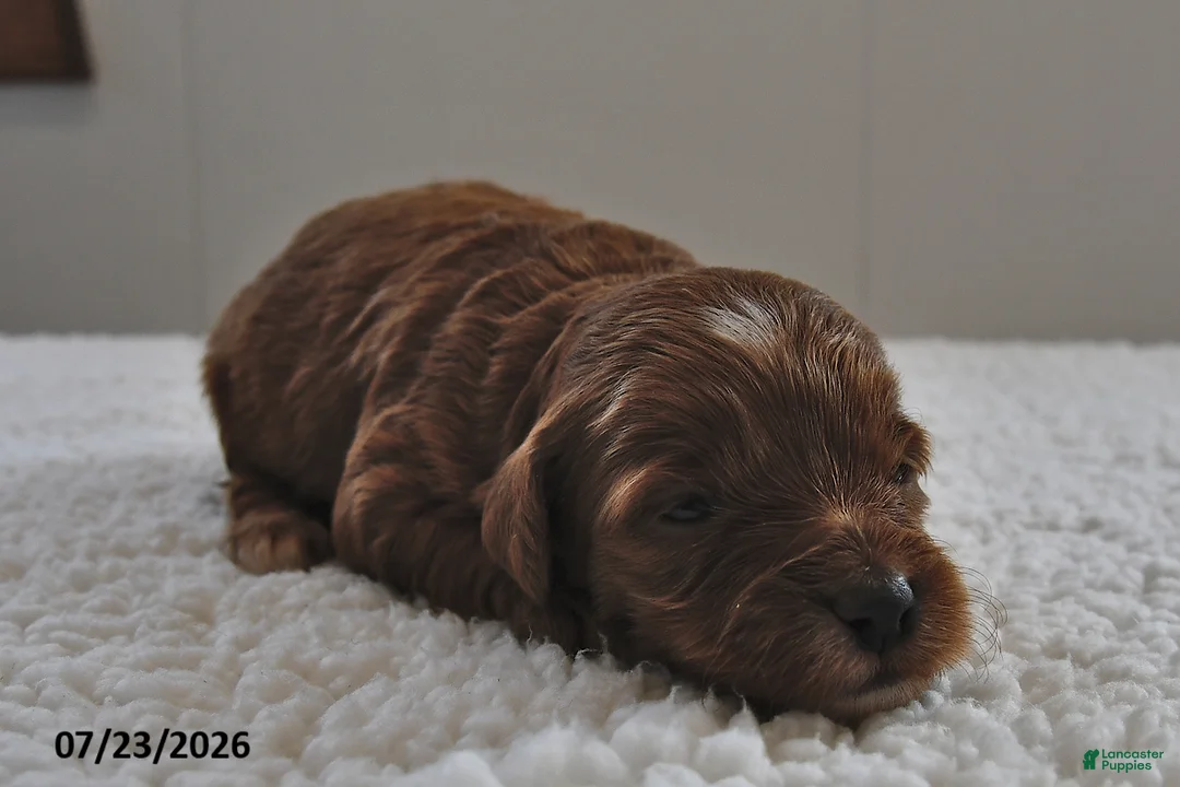 Mini Goldendoodle dogs for sale: Daisy - Ad 2