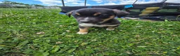 Mixed Breed dogs for sale: Mj - Ad 12