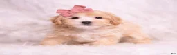 Maltipoo dogs for sale: Polly - Ad 5