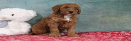 Mini Goldendoodle dogs for sale: Derbie - Ad 5