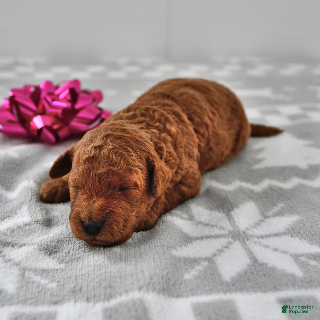 Mini Goldendoodle dogs for sale: Cinnamon - Ad 2