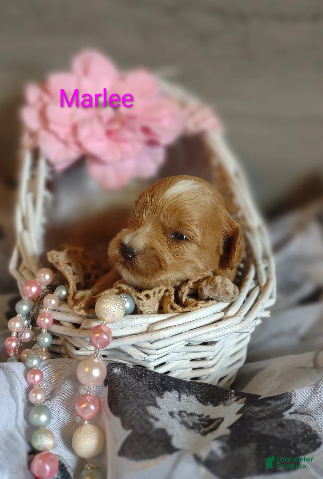 Shihpoo dogs for sale: Shihpoo Puppy 7 Marlee - Ad 2