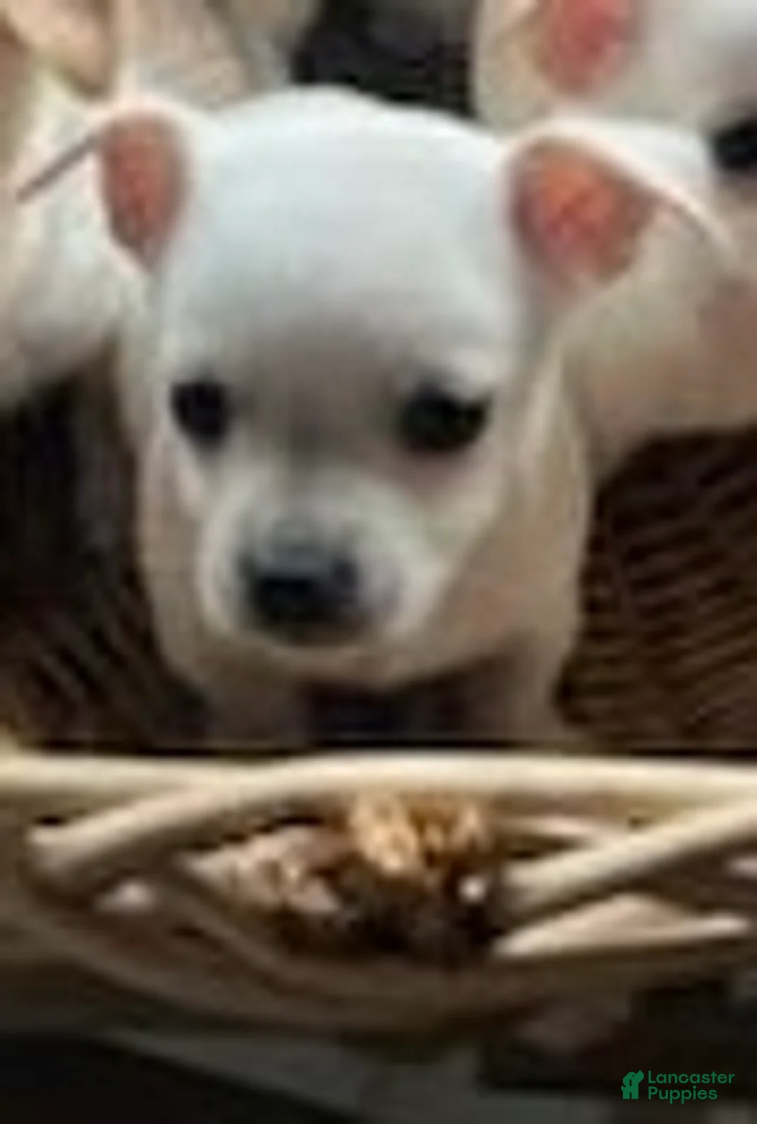 Chihuahua dogs for sale: luke  - Ad 1