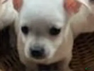 Chihuahua dogs luke - Ad 37