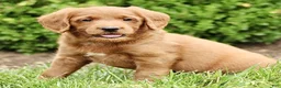 Labradoodle dogs for sale: Sky  - Ad 3
