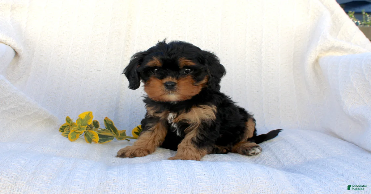 Lexi Cavapoo for sale in Elizabethville | Lancaster Puppies