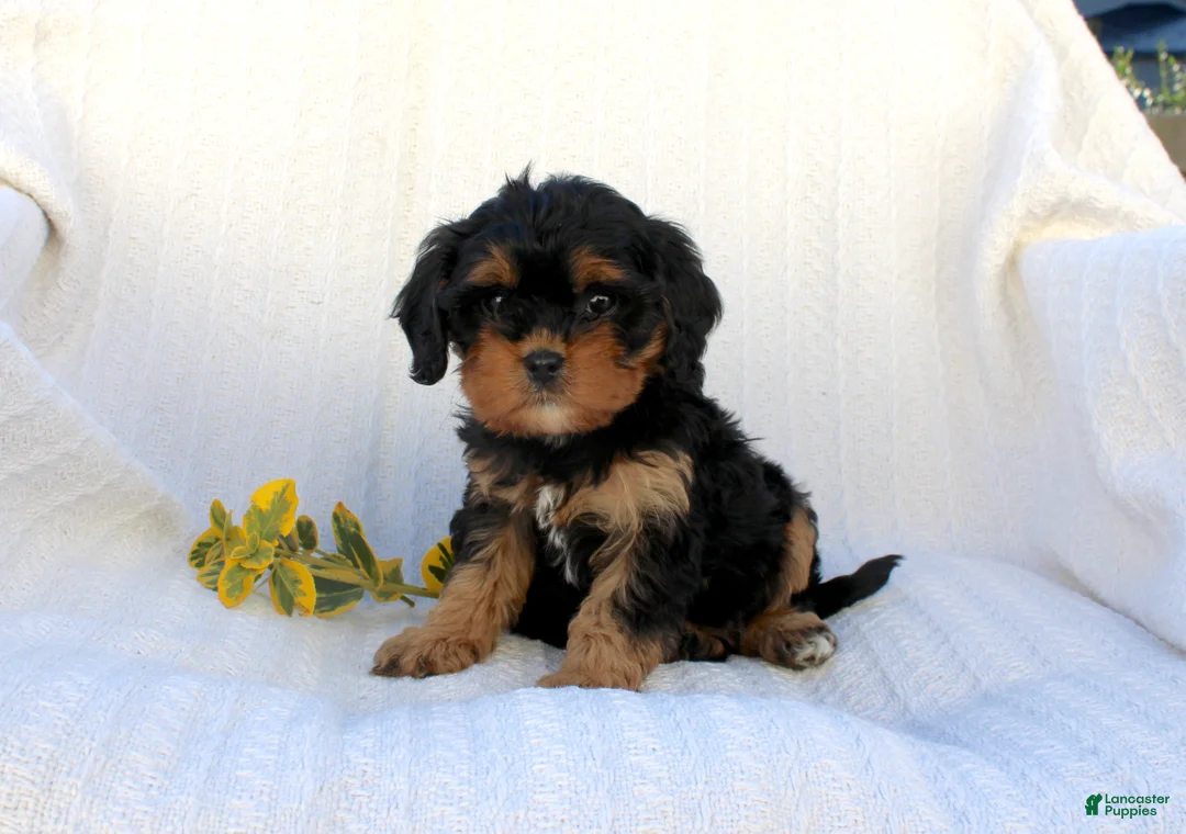 Cavapoo dogs for sale: Lexi - Ad 1