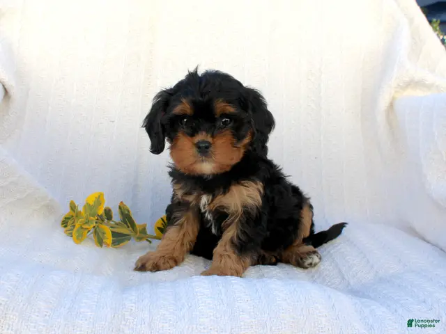 Cavapoo dogs for sale: Lexi - Ad 1