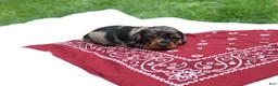 Miniature Dachshund dogs for sale: Reese - Ad 4