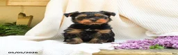 Yorkshire Terrier dogs for sale: Max - Ad 4