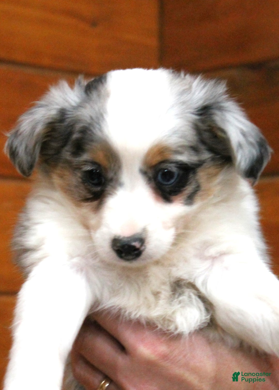 Miniature Australian Shepherd dogs for sale: Miniature Australian Shepherd Puppy 1 - Ad 4