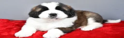 Saint Bernard dogs for sale: faith - Ad 7