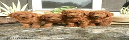 Mini Goldendoodle dogs for sale: Leo - Ad 5