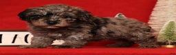 Miniature Poodle dogs for sale: Porter - Ad 3