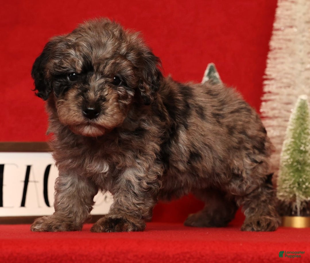 Miniature Poodle dogs for sale: Porter - Ad 3