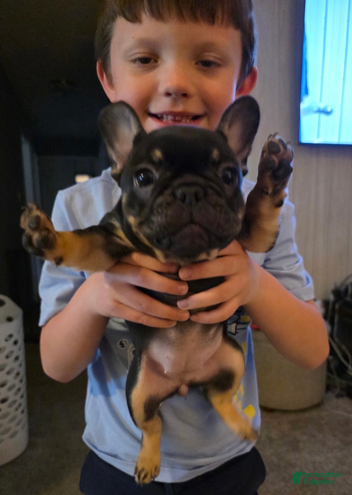 French Bulldog dogs Lucy - Ad 2