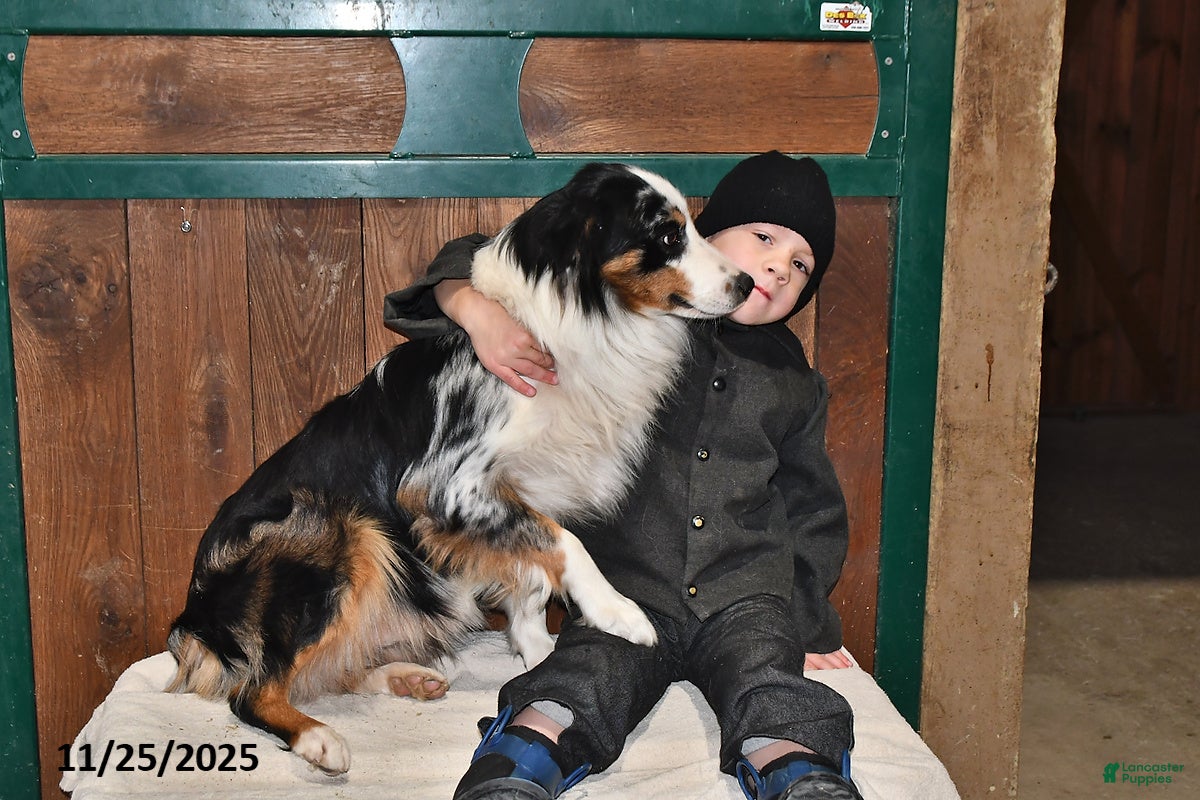 Australian Shepherd dogs Bud - Ad 2