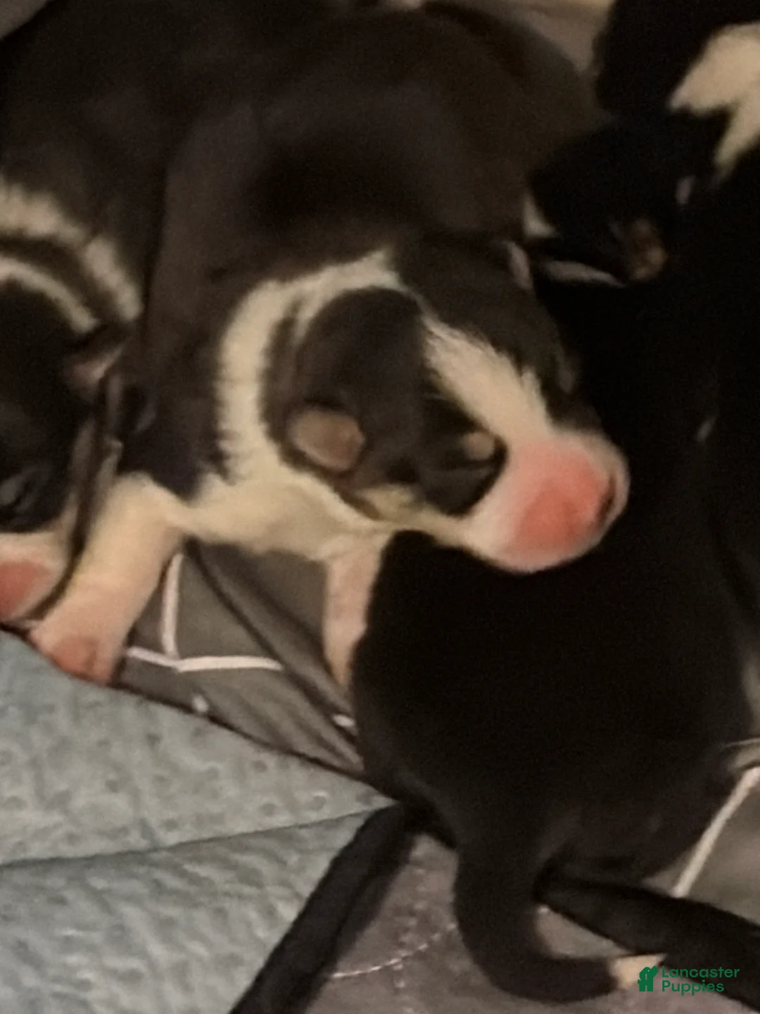 Welsh Corgi Pembroke dogs for sale: Welsh Corgi Pembroke Puppy 7 - Ad 1