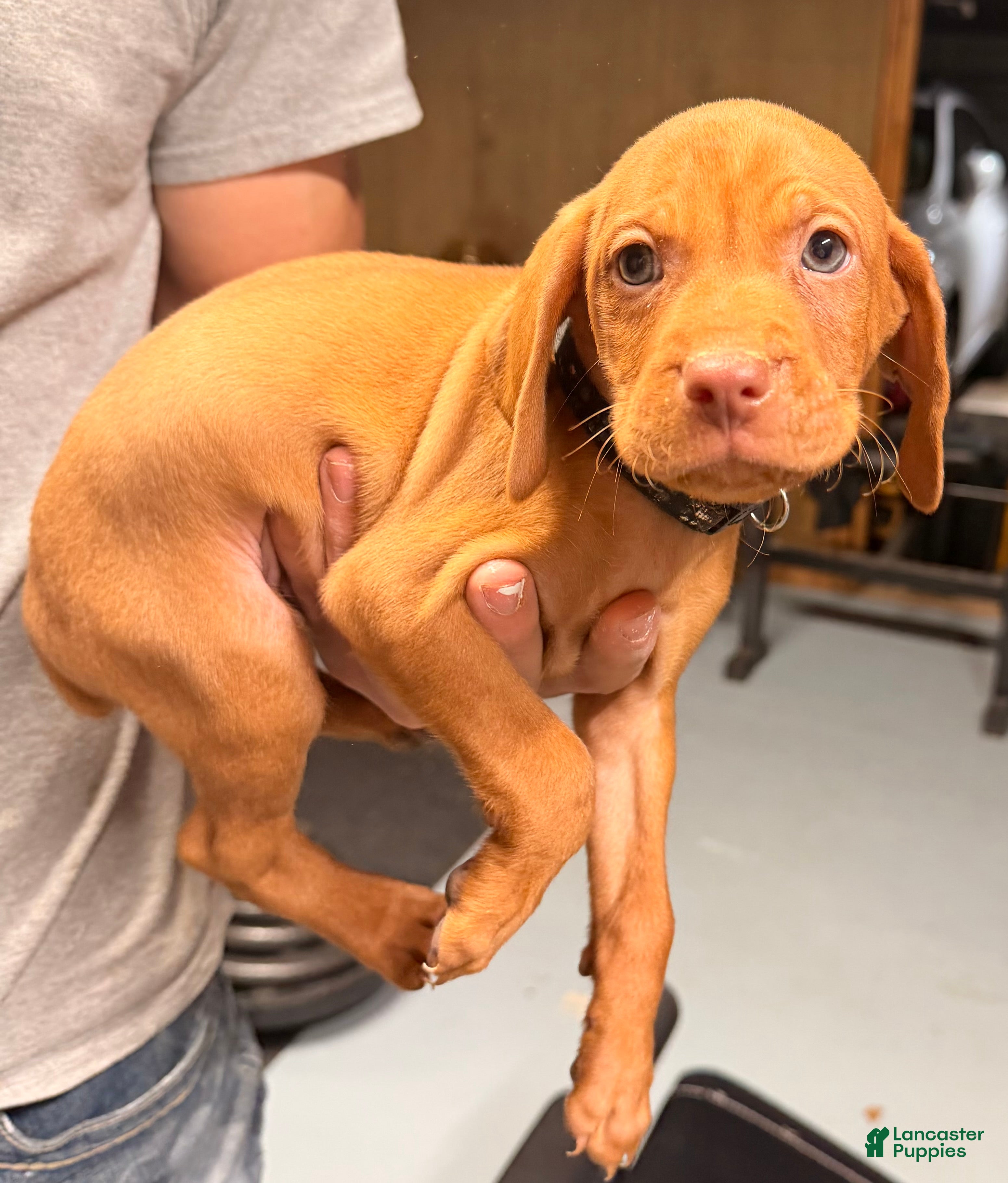 Vizsla dogs Black Male - Ad 2