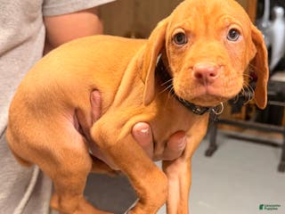 Vizsla dogs Black Male - Ad 1