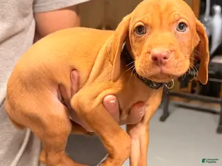 Vizsla dogs Black Male - Ad 1