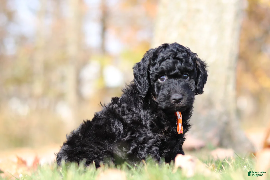 Miniature Poodle dogs for sale: Jared (AKC) - Ad 2