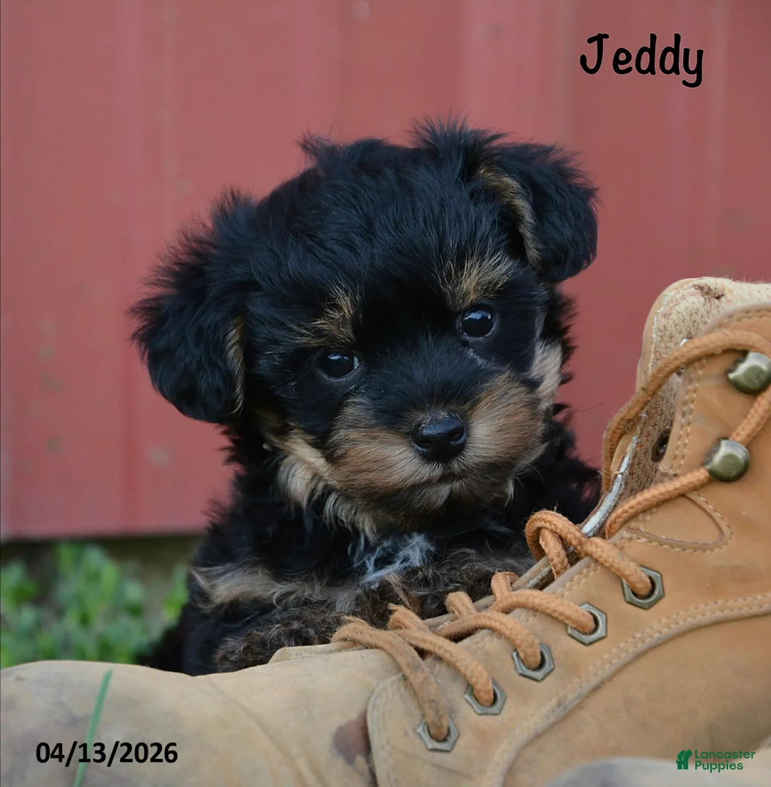 Yorkiepoo dogs for sale: Jeddy - Ad 2